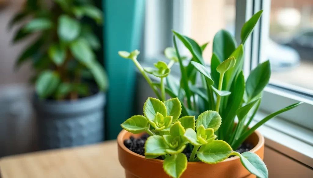 Kit para cultivar bonsáis en casa